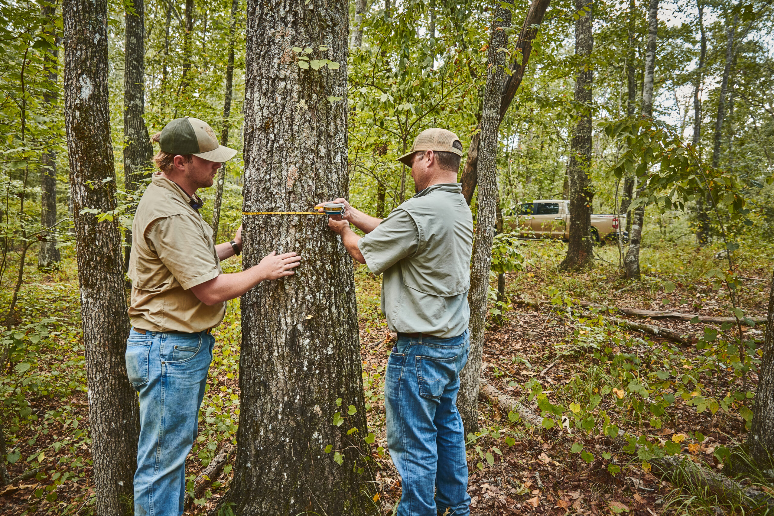 What Can Timber Do For You? Strong Lands