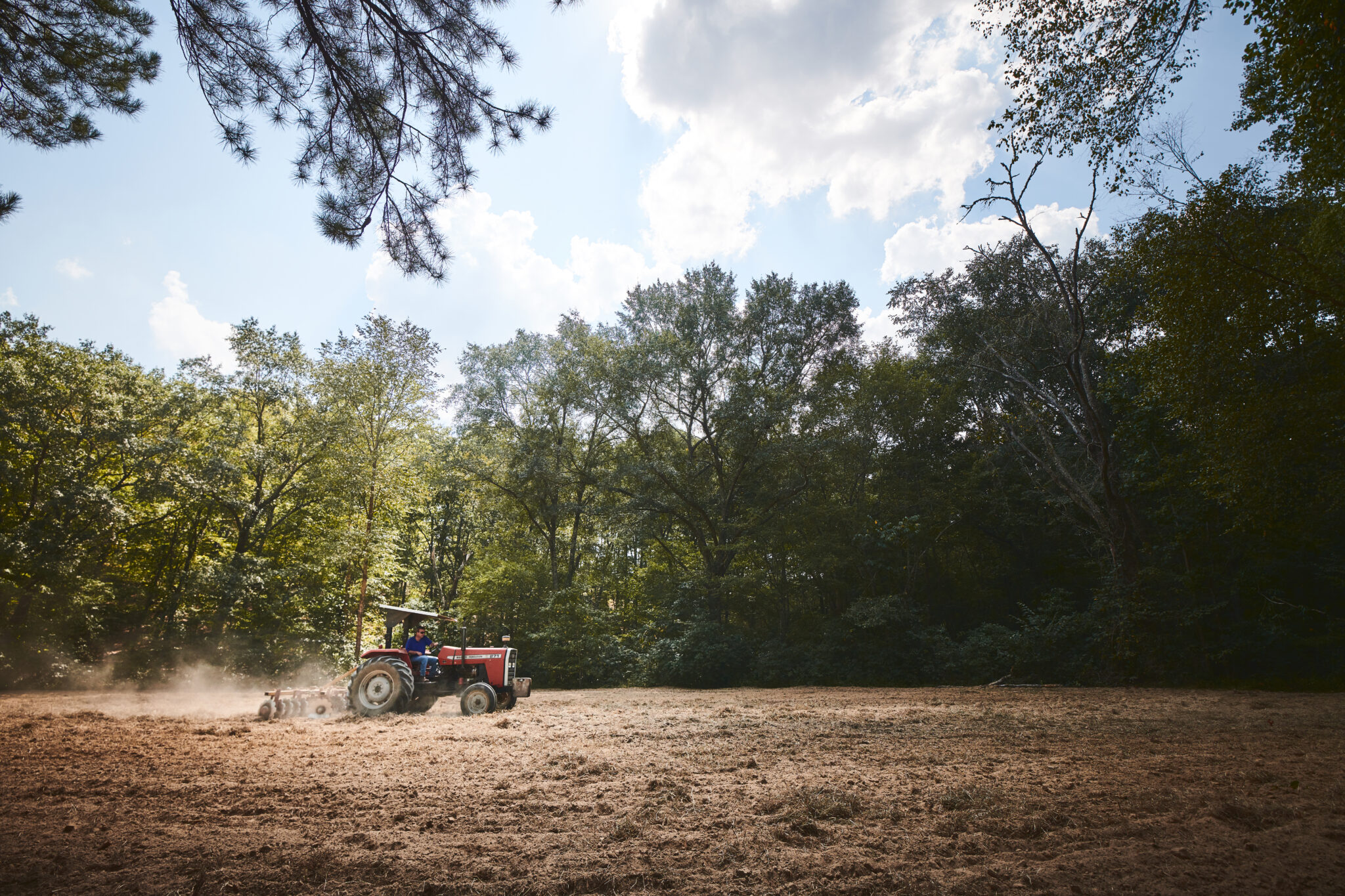 Planting And Managing Summer Food Plots Strong Lands